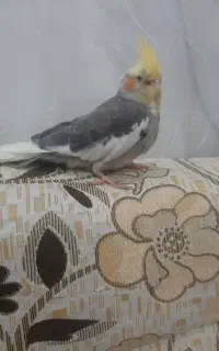 گمشده عروس هلندی