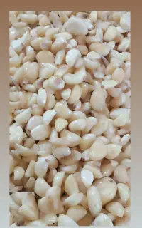 سیر پوست کنی