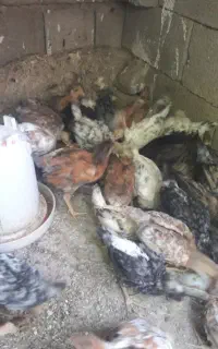 فروش جوجه ی محلی اصل