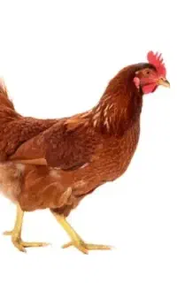 مرغ تخم گزار