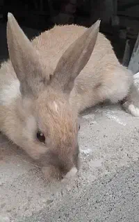 خرگوش بالغ