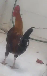مرغ وخروس جوان