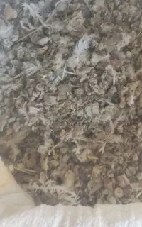 کود کبوتر