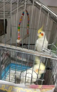 جفت عروس هلندی مولد