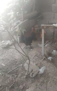 سه عدد مرغ محلی تخم گذار