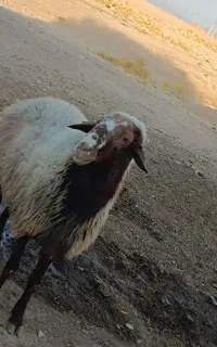 قوچ تخمی نازار مهربانی