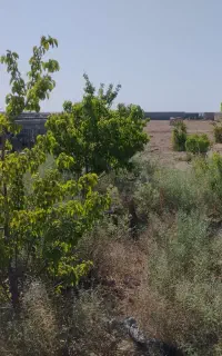 زمین درخت دار..