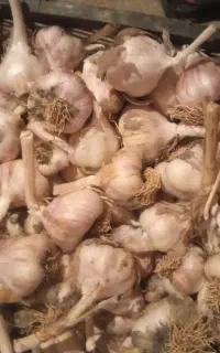 سیر