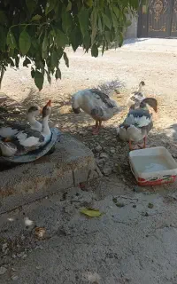 غاز