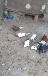 تعدادی کبوتر پرشی به ضمانت