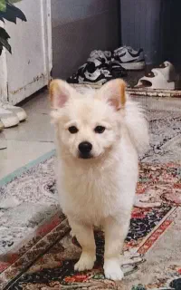 سگ گمشده