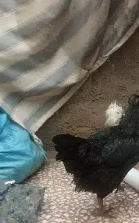 مرغ. خروس
