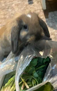 خرگوش لوپ ماده ۸ ماهه