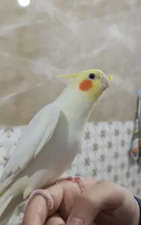 گمشده