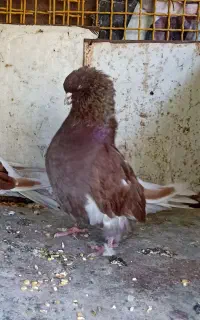 نر پروک درجه یک