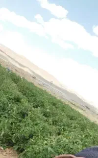 جویای کار هستم