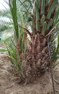انجام کلیه خدمات باغی