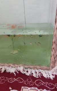 ماهی کپی