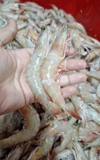 میگوی دریایی تازه پاکشده