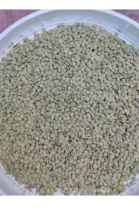 برنج، نخود، لوبیا، عدس
