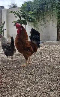 مرغ تخم‌گذار و خروس