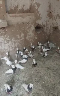 کبوتر طوقی