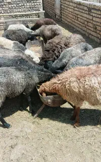 قیمت کیلویی ۴۵۰ میش