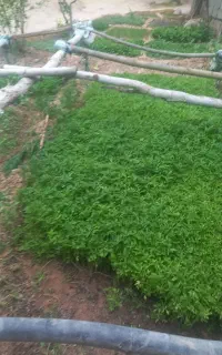 نهال گوجه ‌‌‌‌‌ ‌ ‌ ‌ ‌ ‌ ‌ ‌.