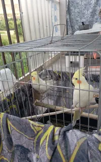 دوعدد عروس هلندی هفت ماهە