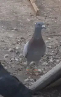 آبگول