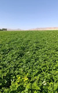 فروش بذر سیب زمینی جلی 402