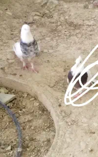 کبوتر طوقی شازده