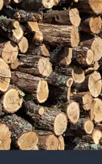 خرید درخت ایستاده و چوب کیلویی با ارائه فاکتور