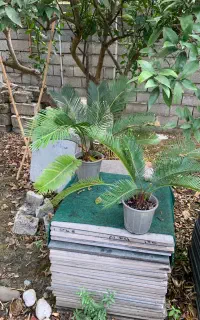 سیکاس