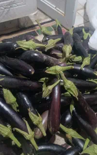 بادمجان محلی شیرین