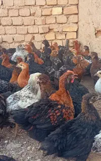 دوتک ۵۰روزه گلپایگانی واکسن خورده