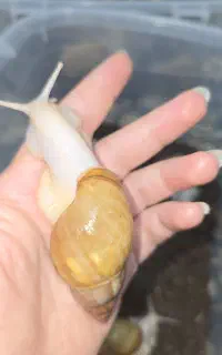 حلزون طبی اچاتینا