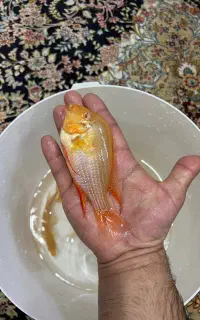 ماهی هکلی آلبینو اور سایز