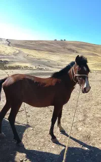 کره اسب یک ساله