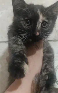 بچه گربه