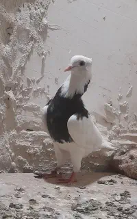 کبوتر کلفه نقاشی