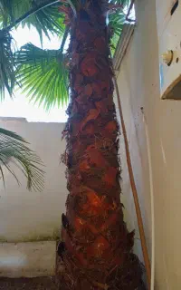 درخت پالم نخل
