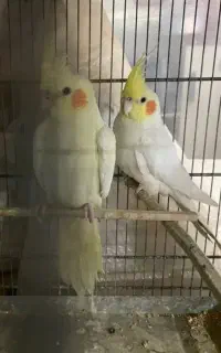عروس هلندی جفت نرو ماده صاف و کشیده