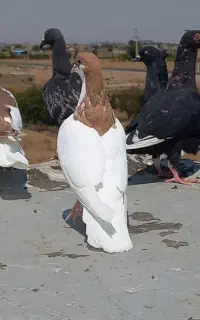 شستی زرد ماده بی عیب