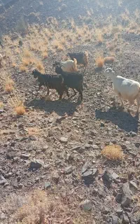 فروش بزوگیسه