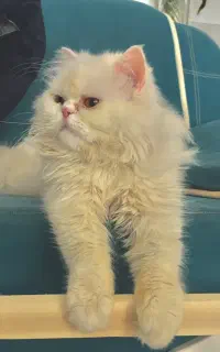 گربه پرشین