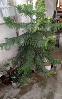 گل کاج مطبق خارجی