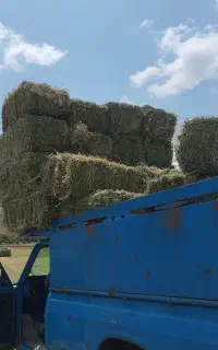 پرس یونجه