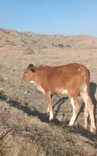 گاو