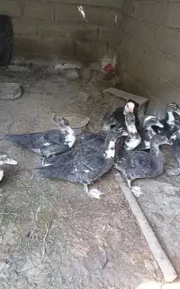 اردک خارجی